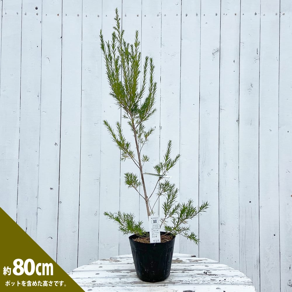 メラレウカ レボリューショングリーン 苗 販売 苗木部 By 花ひろば