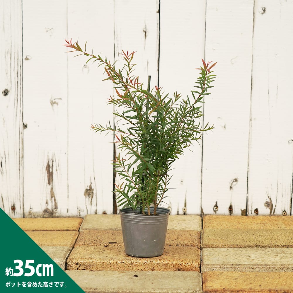 メラレウカ マウンテンファイヤーの通販 苗木部 By 花ひろばオンライン