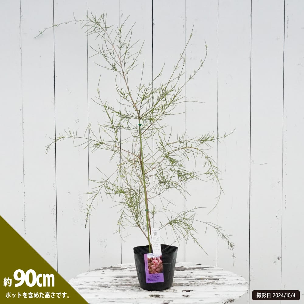 メラレウカ タマリシナ 苗 販売 苗木部 By 花ひろばオンライン