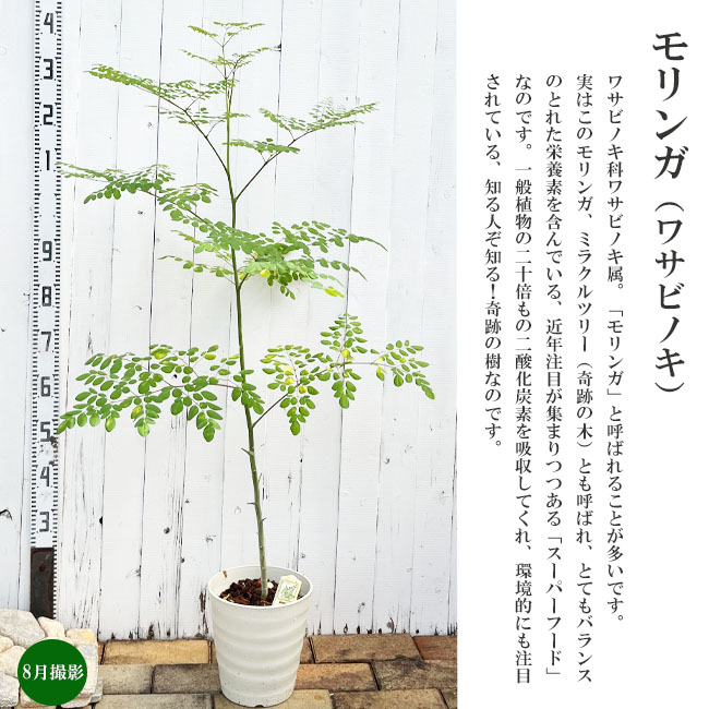 モリンガ 苗 通販 苗木部 By 花ひろばオンライン