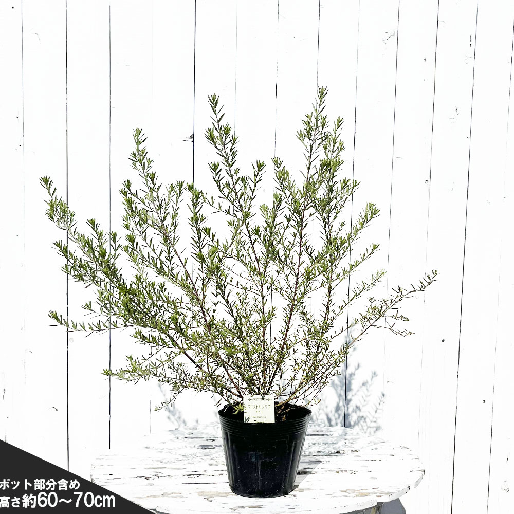 ウエストリンギア モーニングライト 苗 販売 苗木部 By 花ひろばオンライン