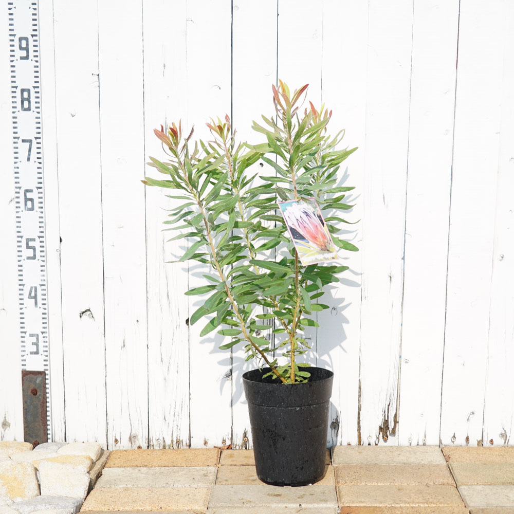 プロテア　ネリーフォリア　鉢植え15 ワイルドフラワー　ドライガーデン プロテア ネリイフォリアの通販 苗木部 By 花ひろばオンライン