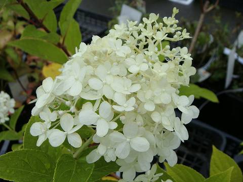 アジサイ ピラミッドアジサイ ライムライト 1