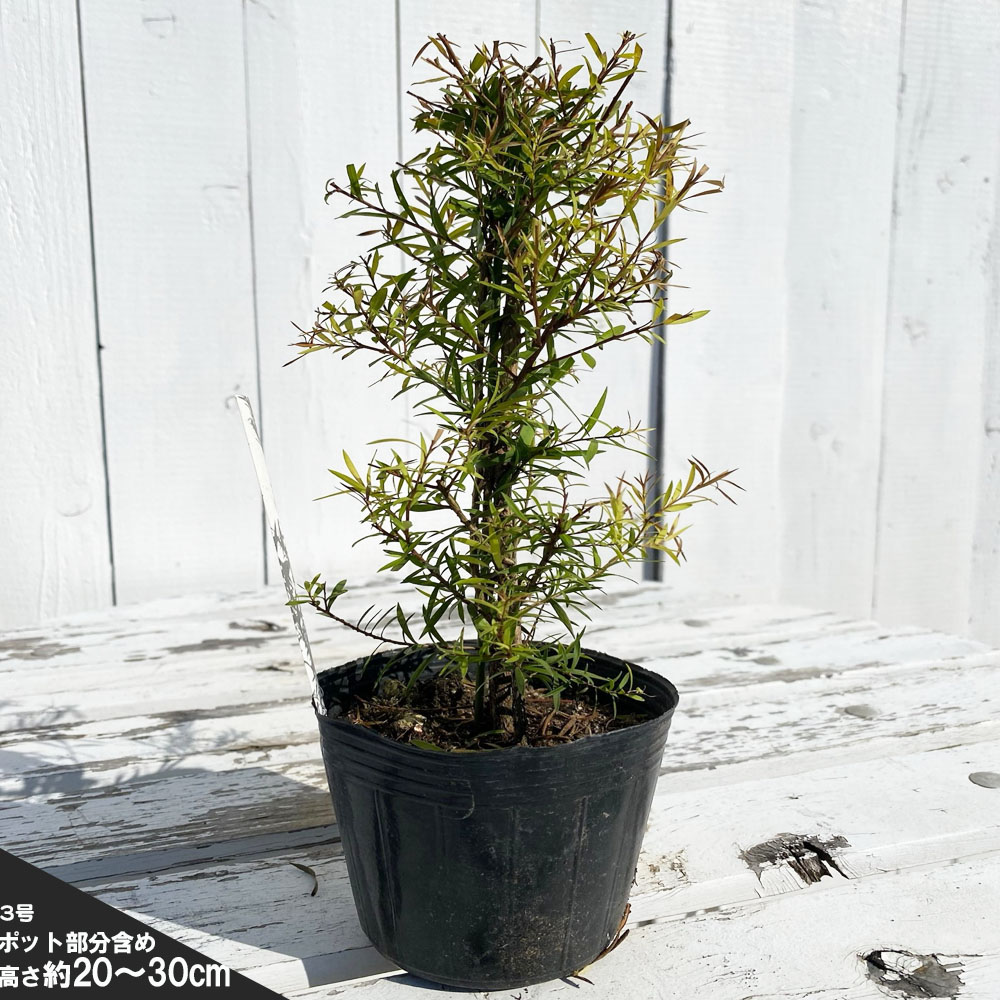 メラレウカ レボリューションゴールド 苗 通販 苗木部 By 花ひろば