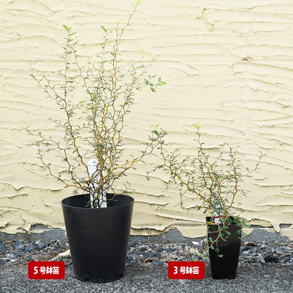 ソフォラ リトルベイビー 4