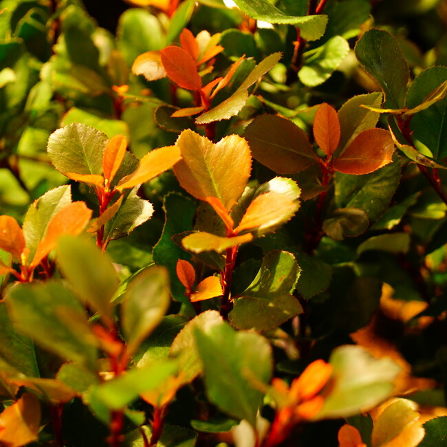 リトルレッドロビン2