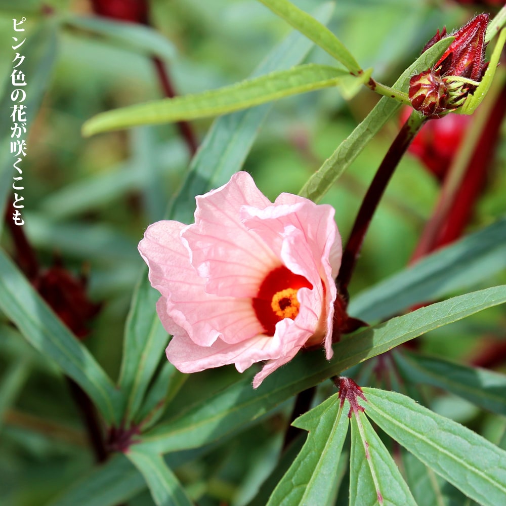 ローゼル ローゼル 苗 販売 苗木部 By 花ひろばオンライン