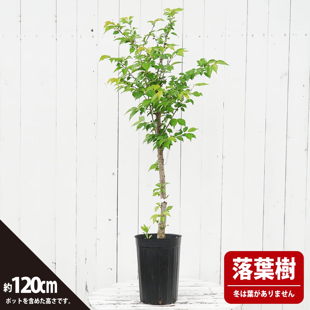 さくら フジザクラ系 御殿場桜 苗 通販 苗木部 By 花ひろばオンライン