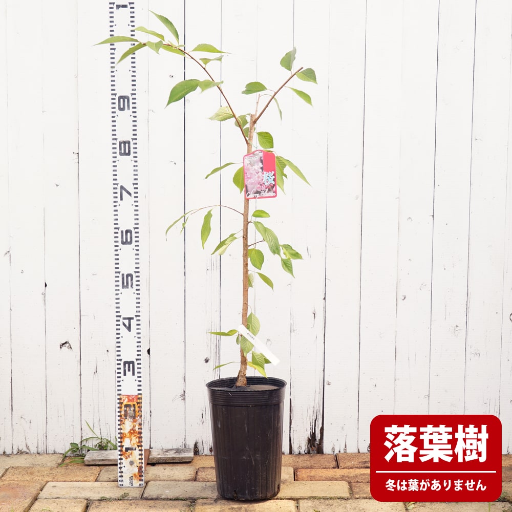 さくら サトザクラ系 普賢象の通販 おすすめ 苗木部 By 花ひろばオンライン