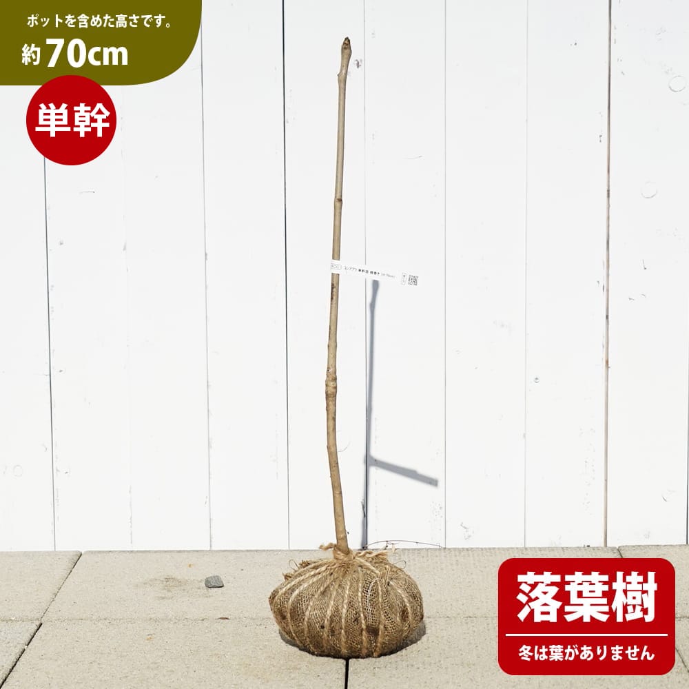 コシアブラ 苗 植え方や育て方 苗木部 By 花ひろばオンライン