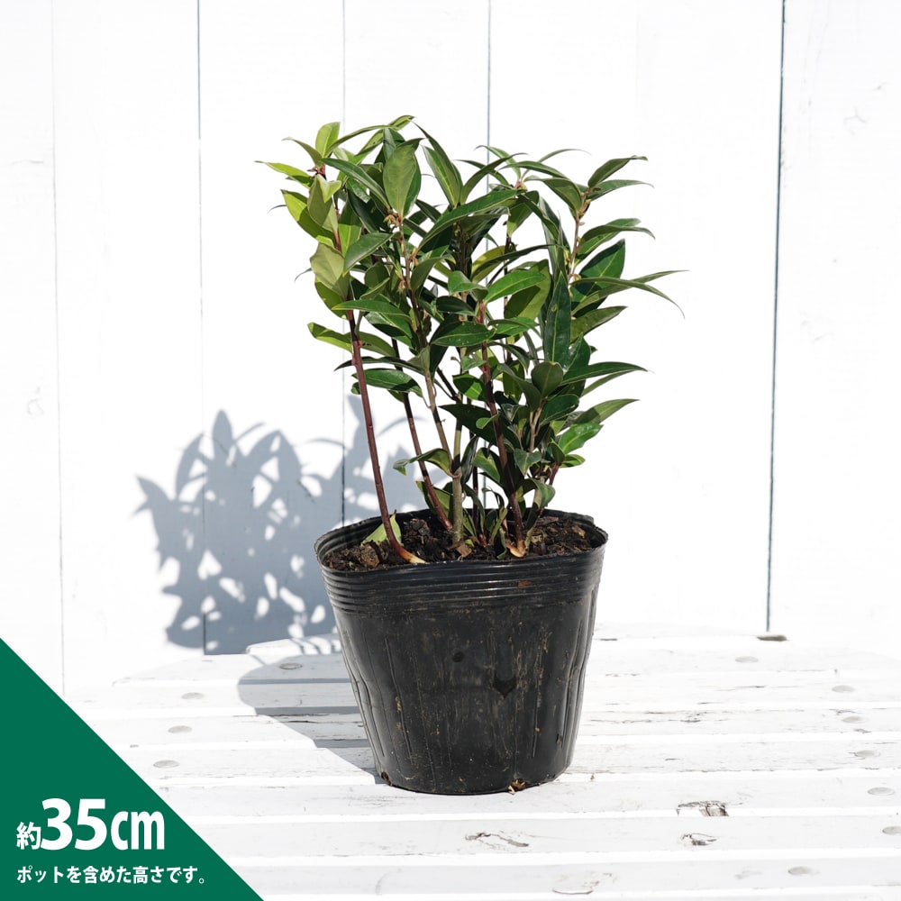 サルココッカ ウィンタージェム 苗 販売 苗木部 By 花ひろばオンライン