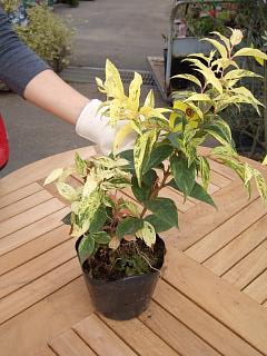 西洋イワナンテン レインボー 苗 販売 苗木部 By 花ひろばオンライン