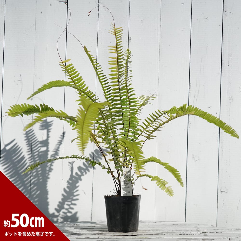 シダ タマシダの通販 苗木部 By 花ひろばオンライン