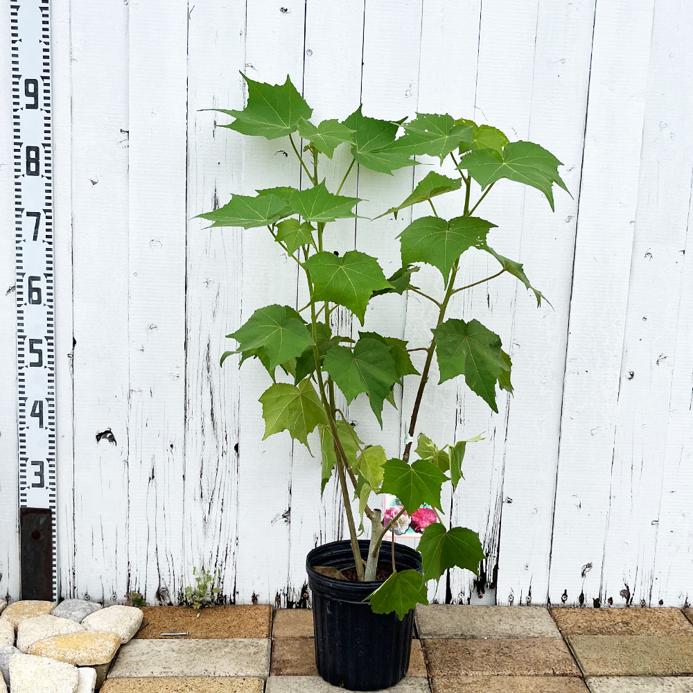 芙蓉と南天　ふよう　植木　ガーデニング 芙蓉と南天 ふよう 植木 ガーデニング 【公式通販】