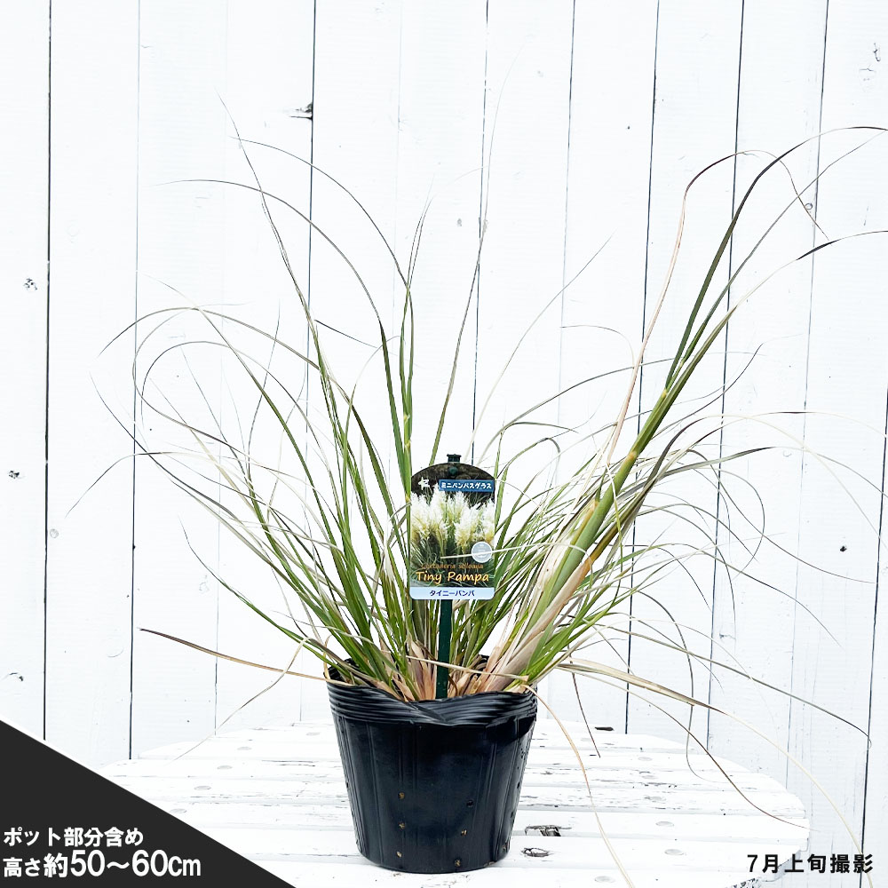 パンパスグラス タイニーパンパの通販 苗木部 By 花ひろばオンライン