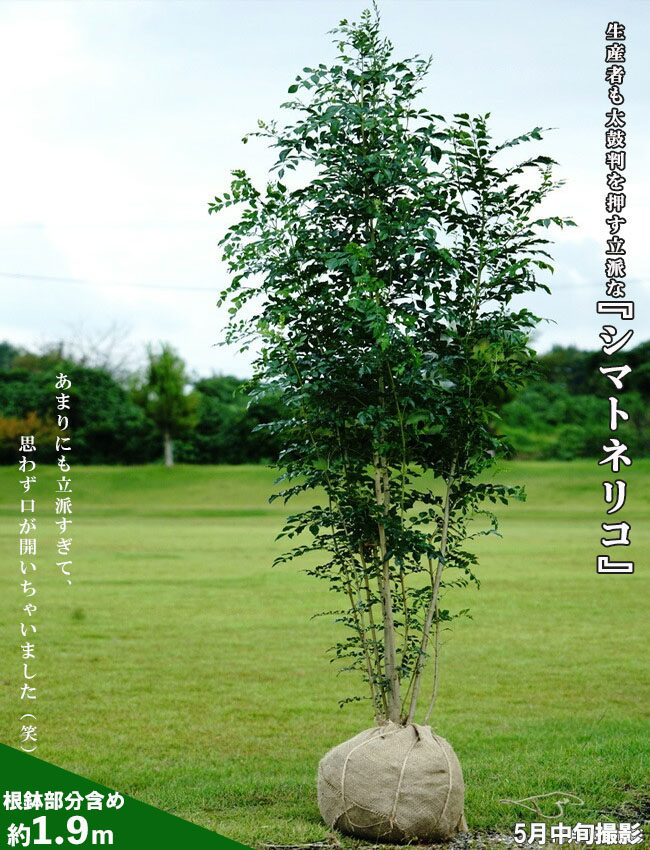 シマトネリコ 苗 通販 苗木部 By 花ひろばオンライン