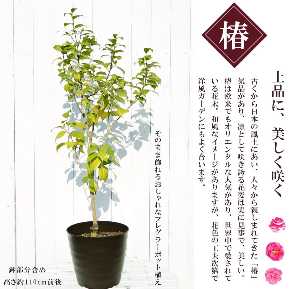 椿絵 大鉢 27cm 椿 酒中花の通販 苗木部 By 花ひろばオンライン