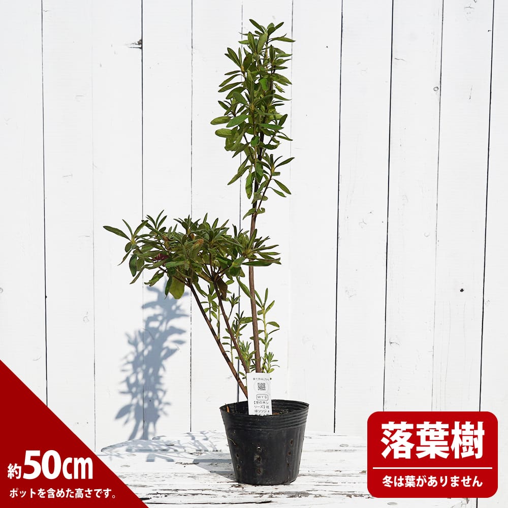 琉球ツツジ１10センチ ツツジ 琉球ツツジ 苗 販売 苗木部 By 花ひろばオンライン