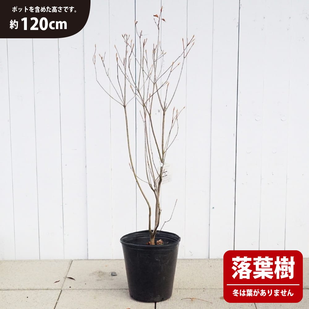 ミツバツツジ 赤花 苗 通販 苗木部 By 花ひろばオンライン