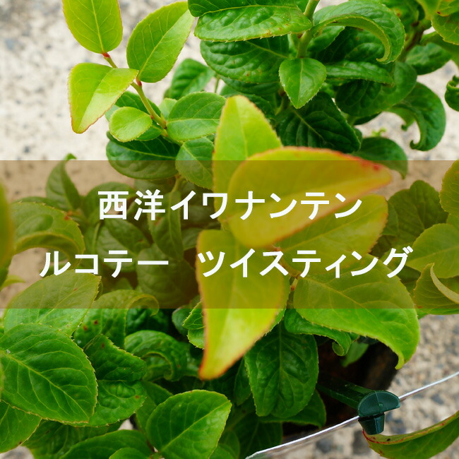 西洋イワナンテン ルコテー ツィステンブレッド