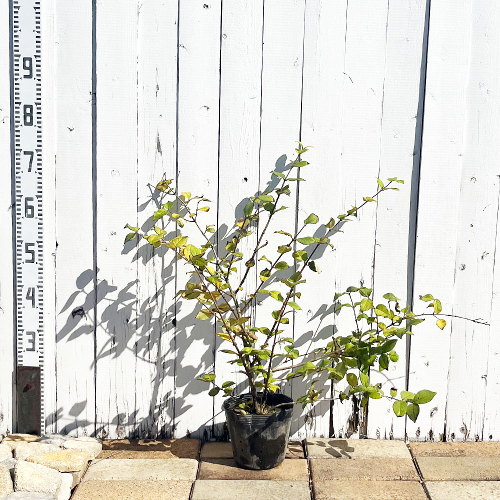 ウグイスカグラの通販 苗木部 By 花ひろばオンライン