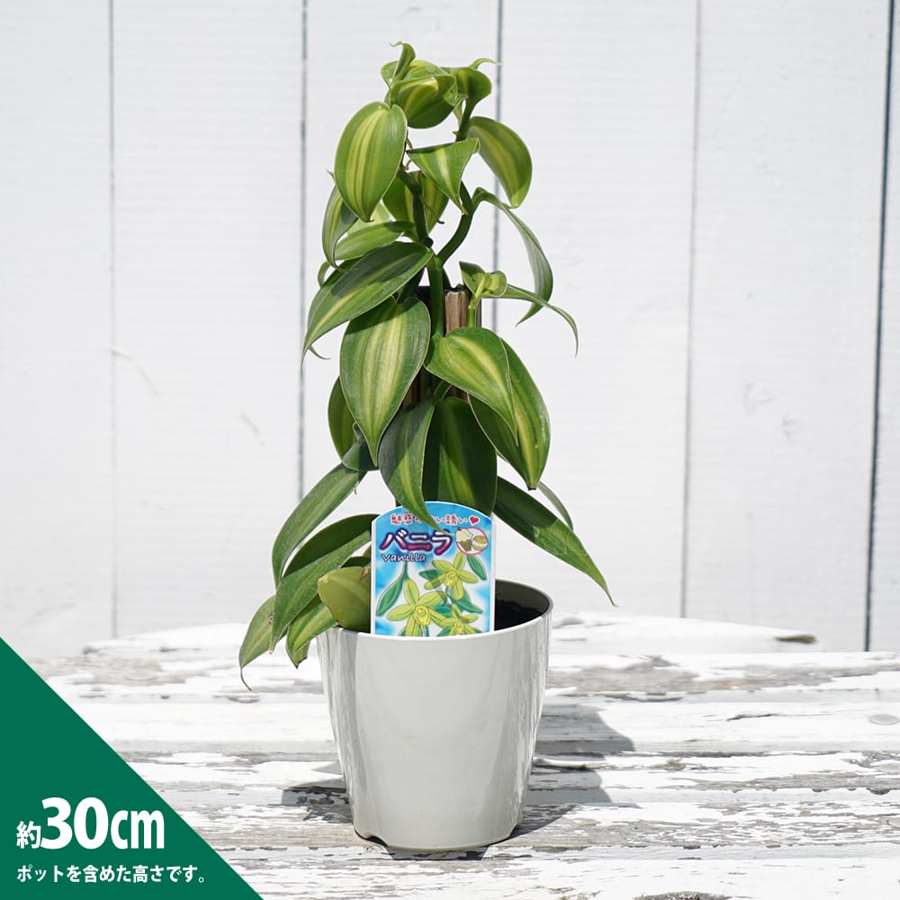 斑入り　バニラ　苗　観葉植物　花卉/園芸　ばにら　山野草　沖縄グリーン　香木/緑 園芸ネット本店｜バニラ斑入り3.5号ポット の通販【公式】