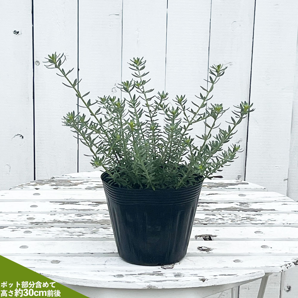 ウエストリンギア 緑葉白花の通販 苗木部 By 花ひろばオンライン