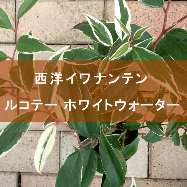 西洋イワナンテン　ルコテー ホワイトウォーター