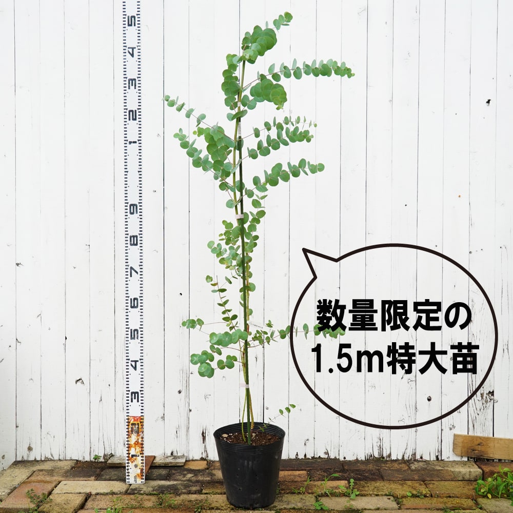 ユーカリ 銀世界 苗 通販 苗木部 By 花ひろばオンライン