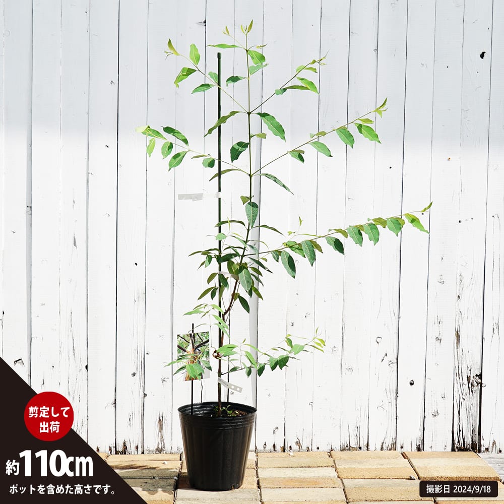 ユーカリ レインボー 1