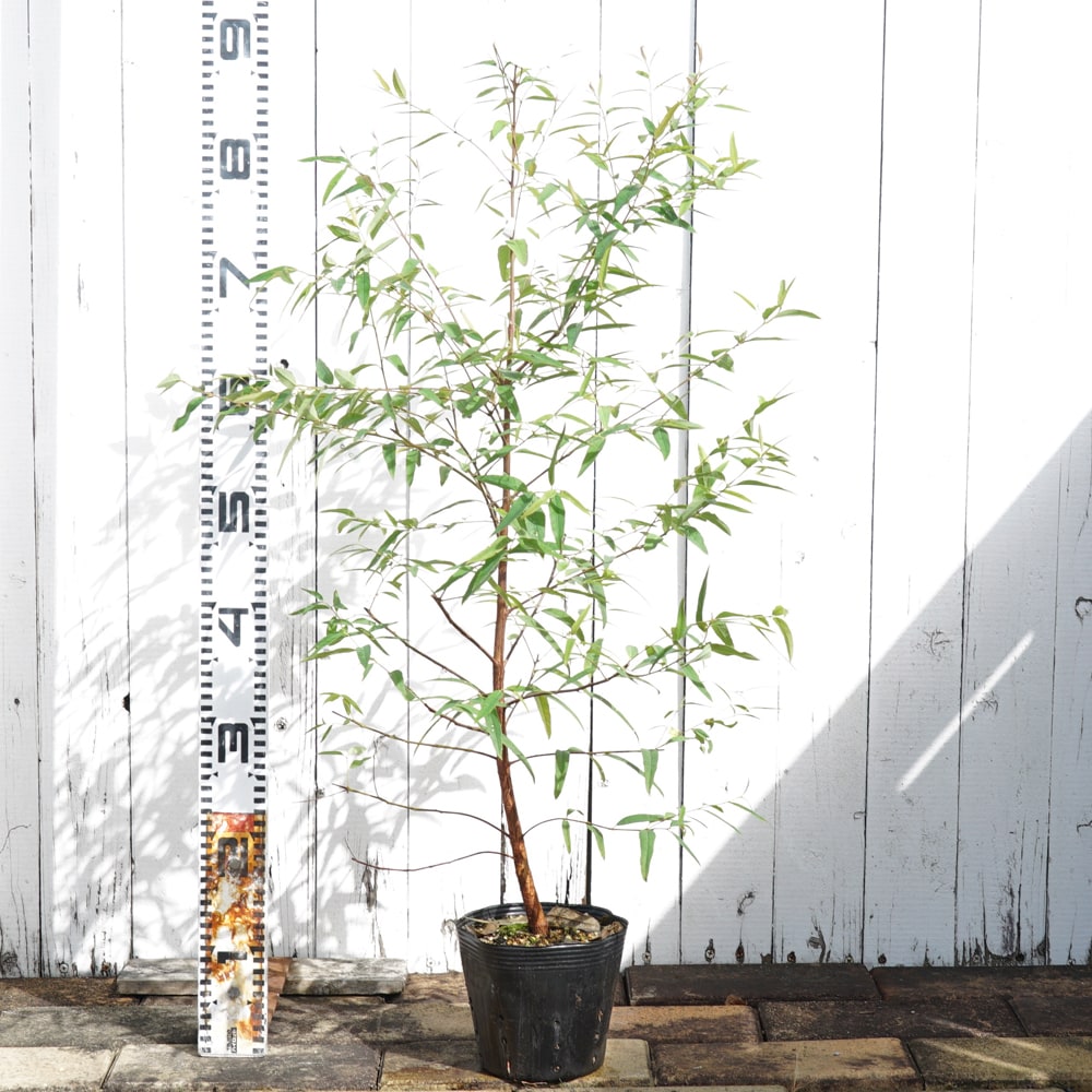 ユーカリの木 “プロピンカ” 5号ポット苗 シンボルツリー 生垣 目隠し