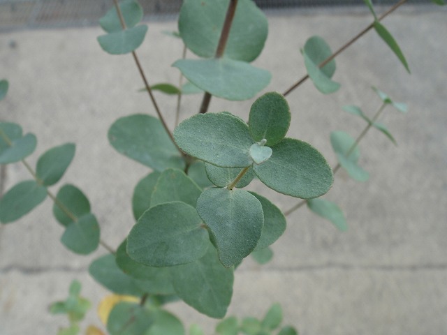 ユーカリ グニーユーカリ（サイダーガム） 1