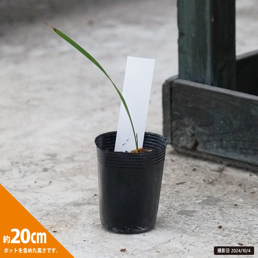 ヤシ ココスヤシ 1