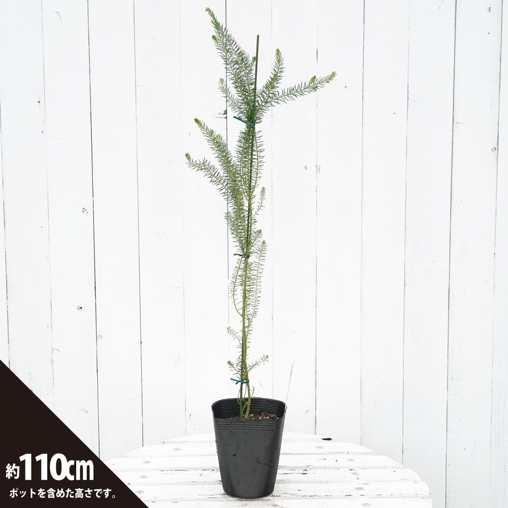 アカシア ゴールデントップ 1