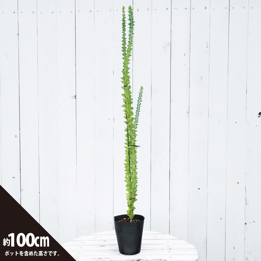 アカシア サンカクバアカシア 3