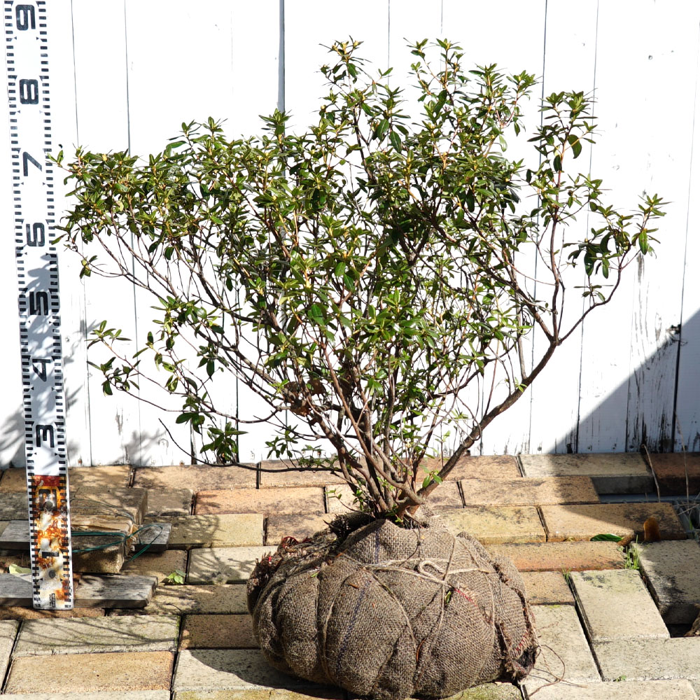 シャクナゲ ブルーダイヤモンド 4