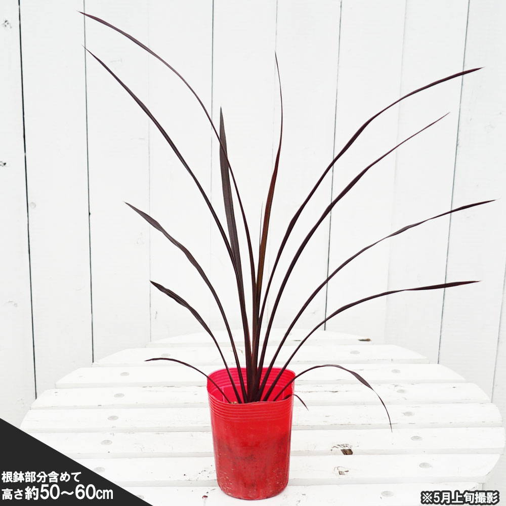 コルジリネ オーストラリス ブラックナイト 苗 販売 苗木部 By 花