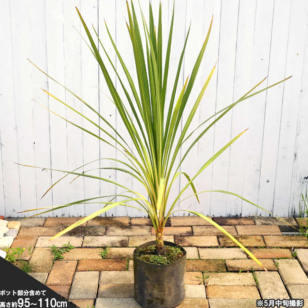 コルジリネ 青葉ドラセナの通販 苗木部 By 花ひろばオンライン