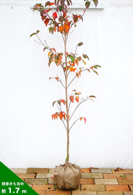 花水木 黄金葉 赤花 苗 販売 苗木部 By 花ひろばオンライン