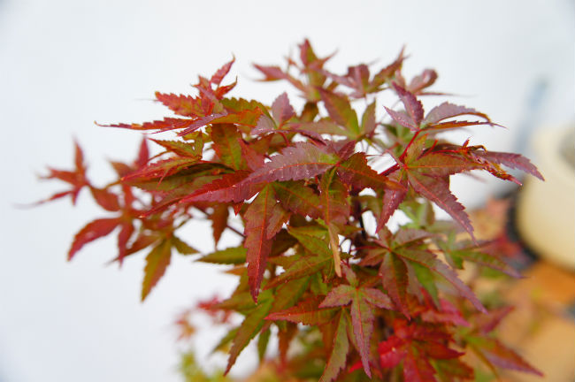 カエデ・もみじ 日笠山の紅葉。