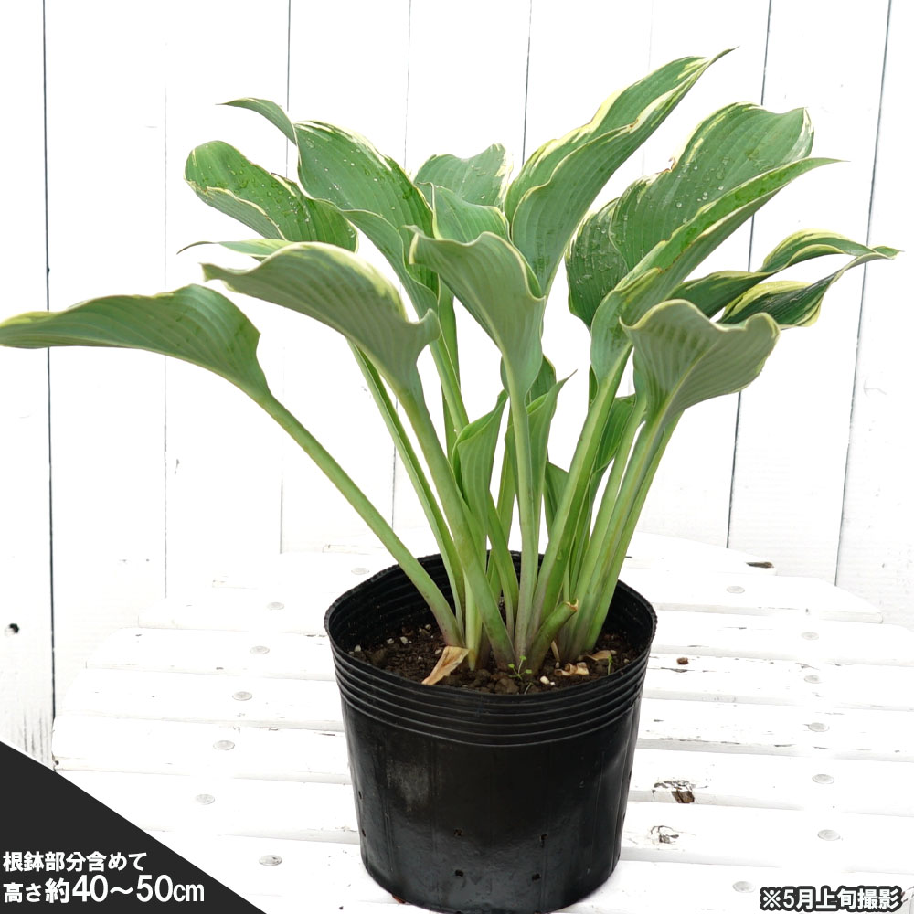 ホスタ リーガルスプレンダー 苗 販売 苗木部 By 花ひろばオンライン