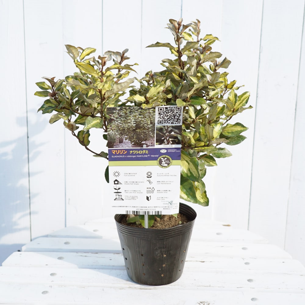 ナワシログミ マリリン 2