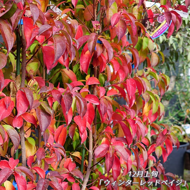 常緑ヤマボウシ ウインターレッドペイジ 2