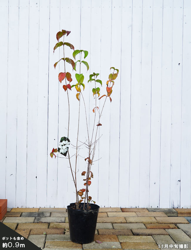 ヤマボウシ 苗 育て方 苗木部 By 花ひろばオンライン