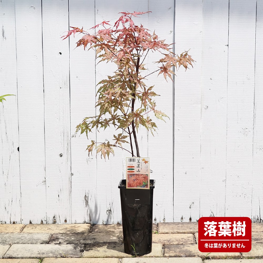 カエデ・もみじ 笠置山 オオモミジ系 苗 販売 苗木部 By 花ひろば