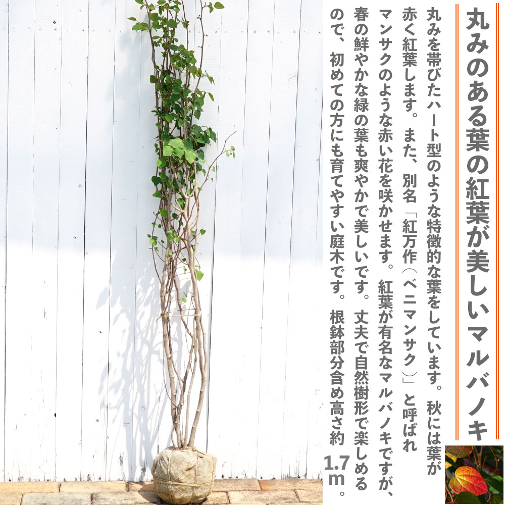 マルバノキ 苗 通販 苗木部 By 花ひろばオンライン