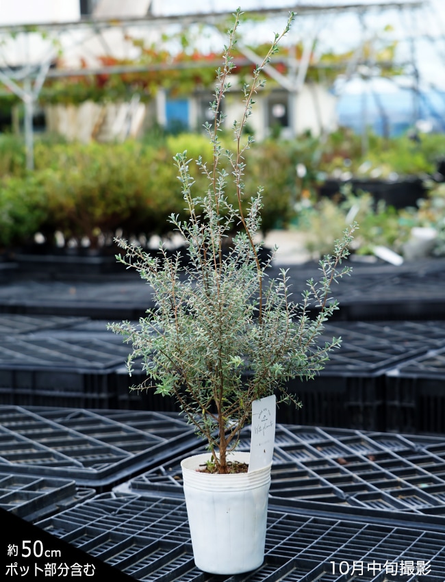 メラレウカ ホワイトティーツリー 1