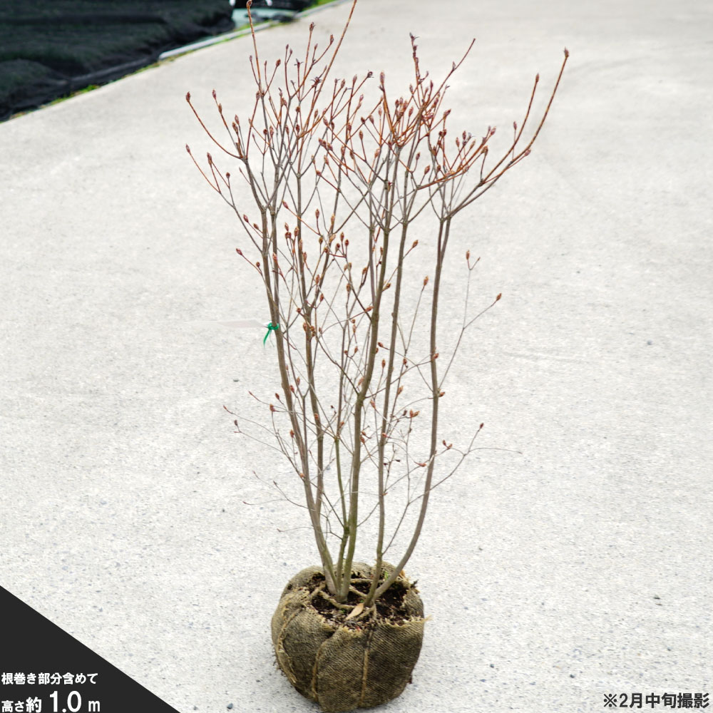 希少白花　ハヤトミツバツツジ苗 白花ミツバツツジ 約1.4m 現品発送 特大植木苗木 白三つ葉ツツジ 希少