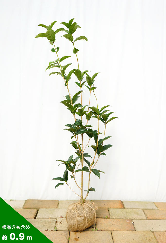 モクセイ ギンモクセイ 苗 販売 苗木部 By 花ひろばオンライン