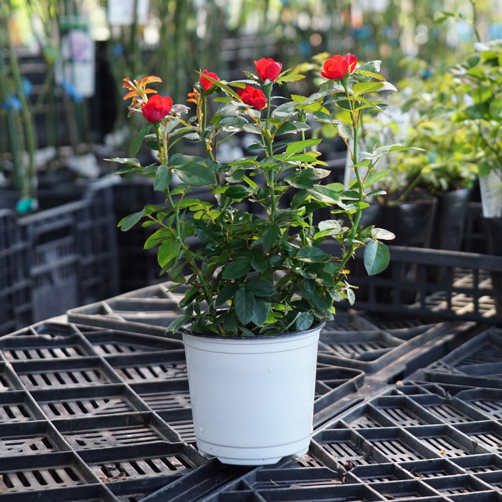 バラ ゼプティ Mini ミニバラ 苗 販売 苗木部 By 花ひろばオンライン